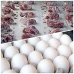 توزیع ۶۵ بسته گوشت گوسفندی به انضمام ۶۰ کیلوگرم تخم مرغ